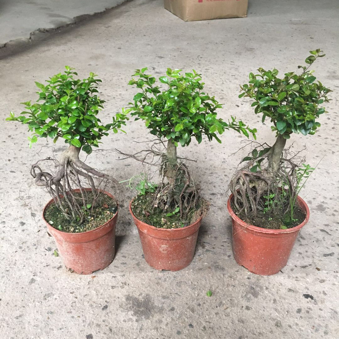 小叶雀梅盆景新鲜熟桩提根小型树苗观果茎耐修剪植物特色造型盆景-淘宝网