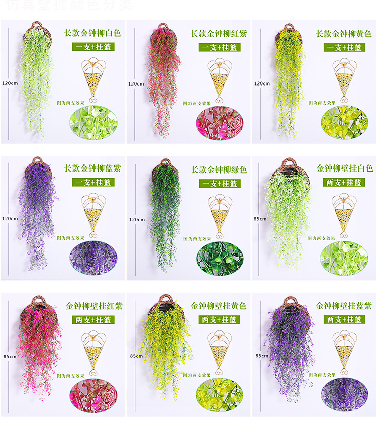 金钟柳 金钟柳壁挂