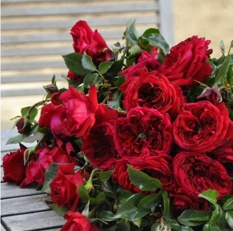 Виноградная лоза Цветок розы Рассада Роза Деревенский Ангел Четыре сезона Цветущий балкон Двор Вьющиеся лозы Цветы Устойчивые к тени цветы