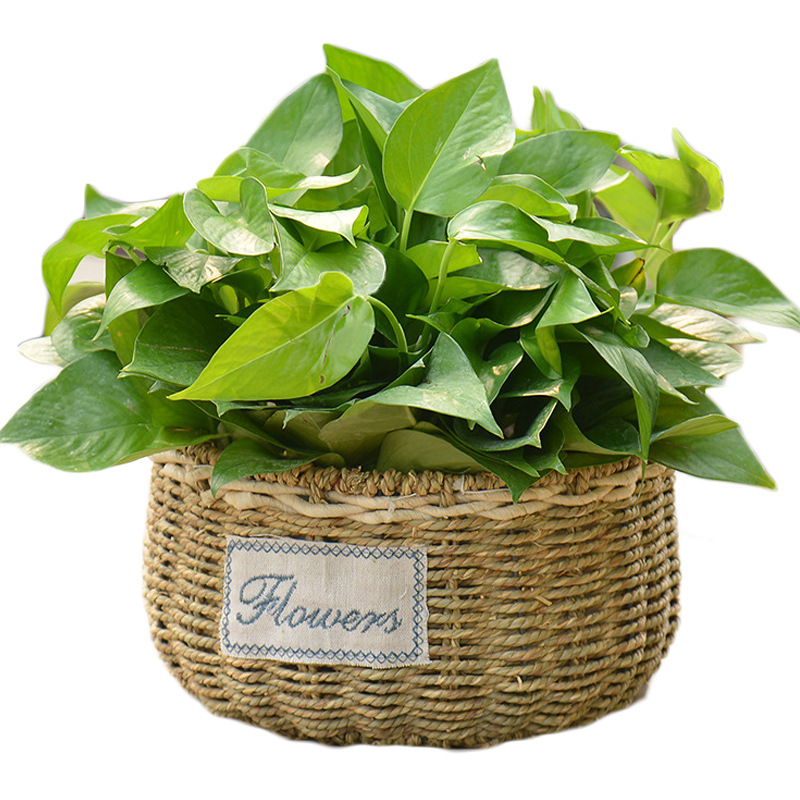 Fábrica directa flor ratán flor cesta tejida paja verde rábano planta suculenta mimbre café pastoral mango Decoración