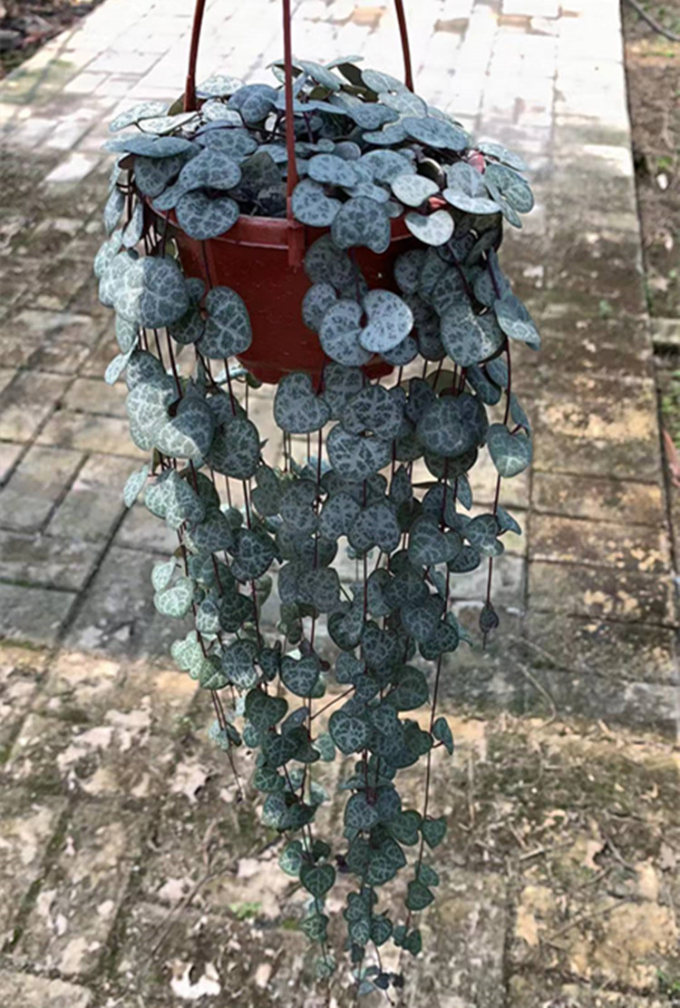 O1CN01q1XmcL1rwoXZQ4QhU_!!1105