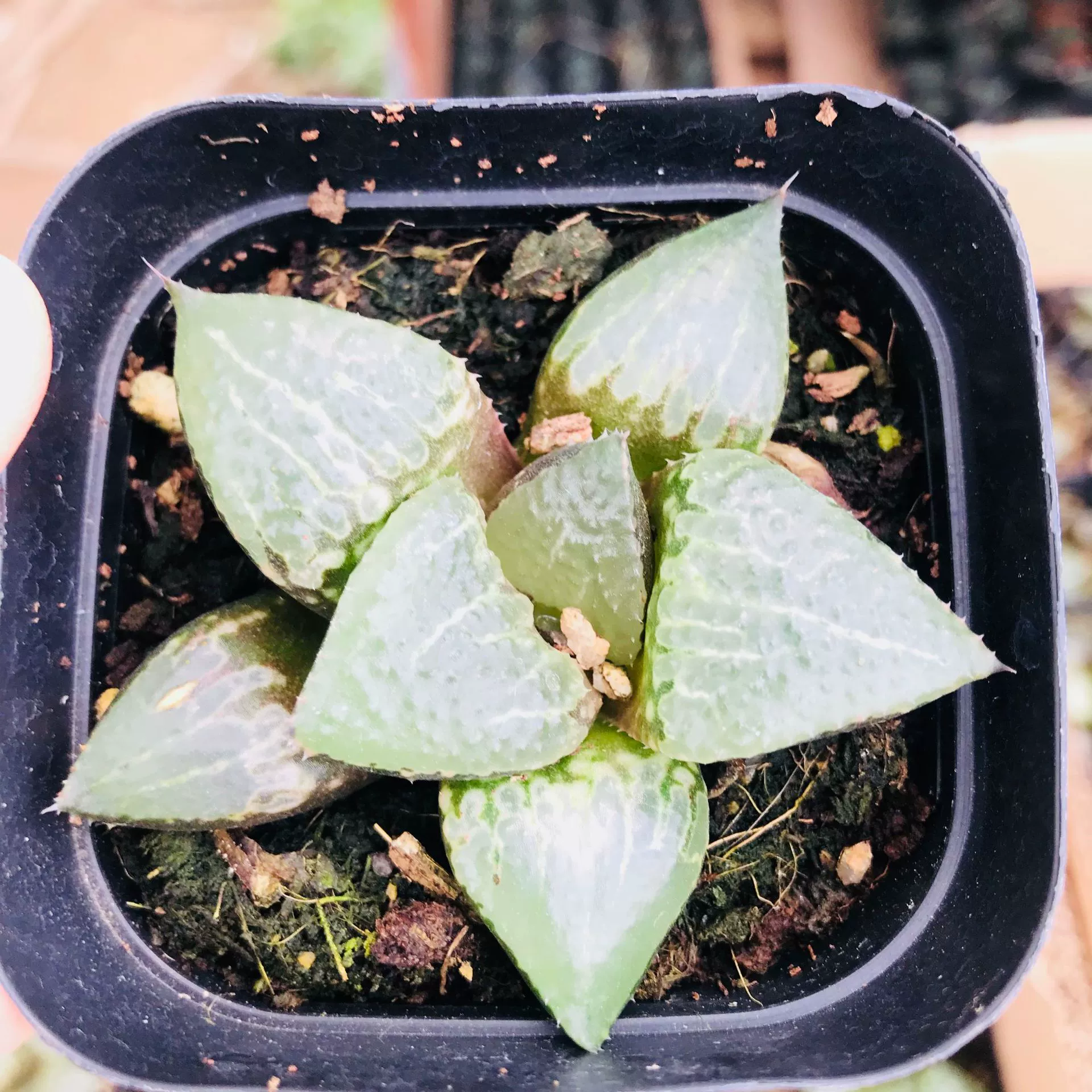 Мясное растение Двенадцать рулонов Мясное Горшечное растение Jiutunzi Комнатное растение в горшке Мясная комбинация Yulu