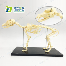 狗骨骼模型 狗骨骼模型品牌 图片 价格 狗骨骼模型批发 阿里巴巴