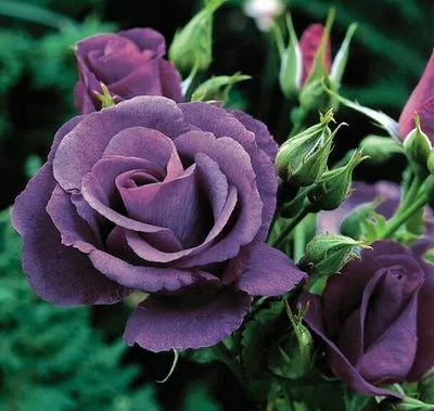 Большой цветок ароматная китайская Роза саженцы синяя Рапсодия лозы выносливая балкон двор горшечные Цветочные растения Four Seasons цветение