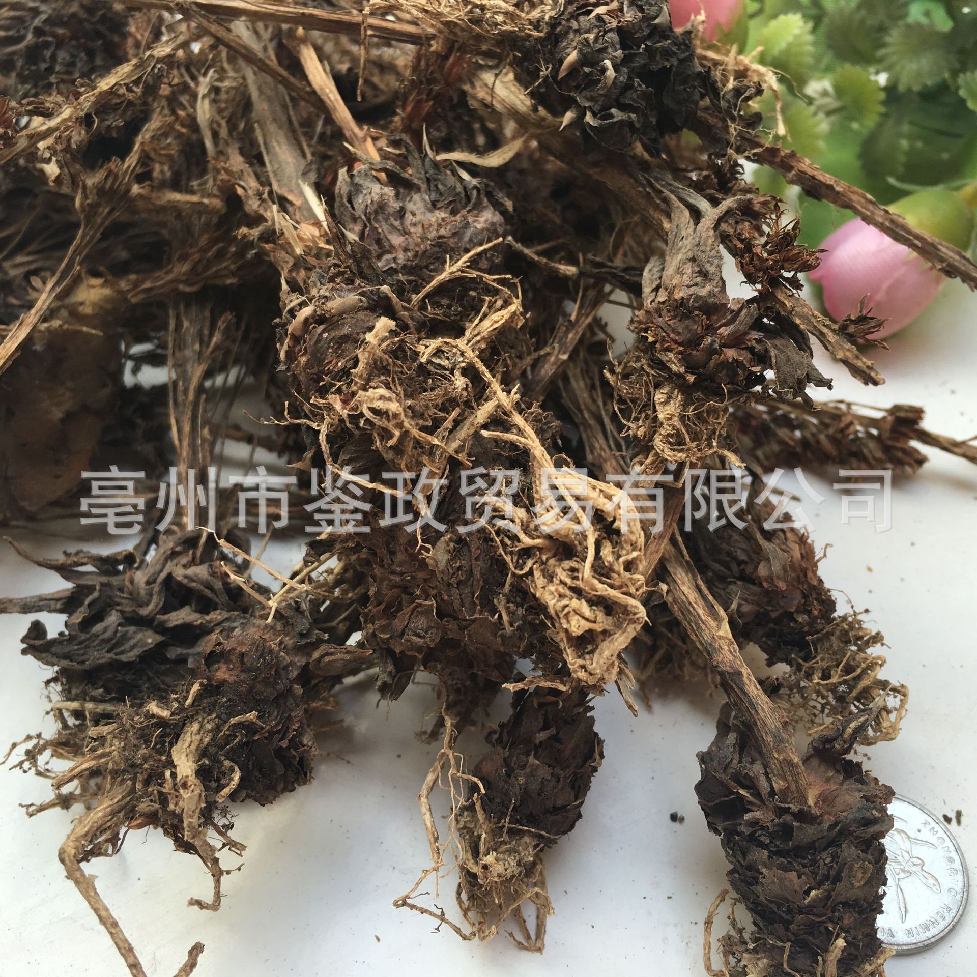 Dried Orostachys Herb Wasong 瓦松 Whole Plant 500g Bag Traditional Chinese Herbal Botanical quality and texture