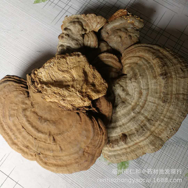 Dried Shu She Ling Zhi Tree Tongue Ganoderma Slices 500g Traditional Herbal Decoction Ingredient quality and texture