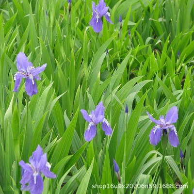 基地大量供应优质鸢尾 蝴蝶兰绿化工程苗木 净化水质处理水生植物