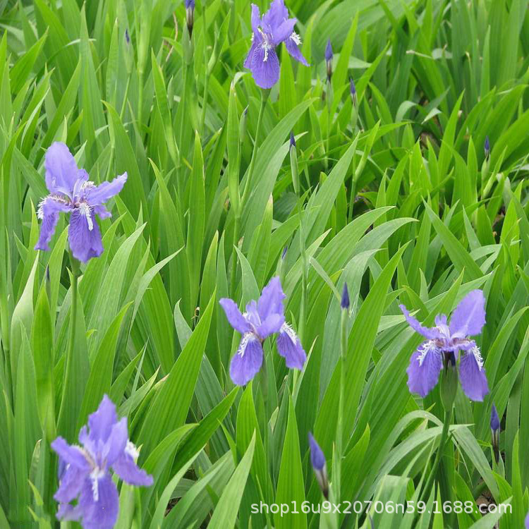 基地大量供应优质鸢尾 蝴蝶兰绿化工程苗木 净化水质处理水生植物