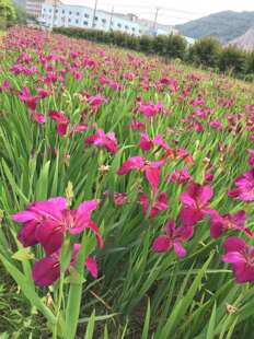 Siberian Iris, Evergreen Iris, German Iris, Aquatic Plants, Water Quality Purification, Complete Varieties
