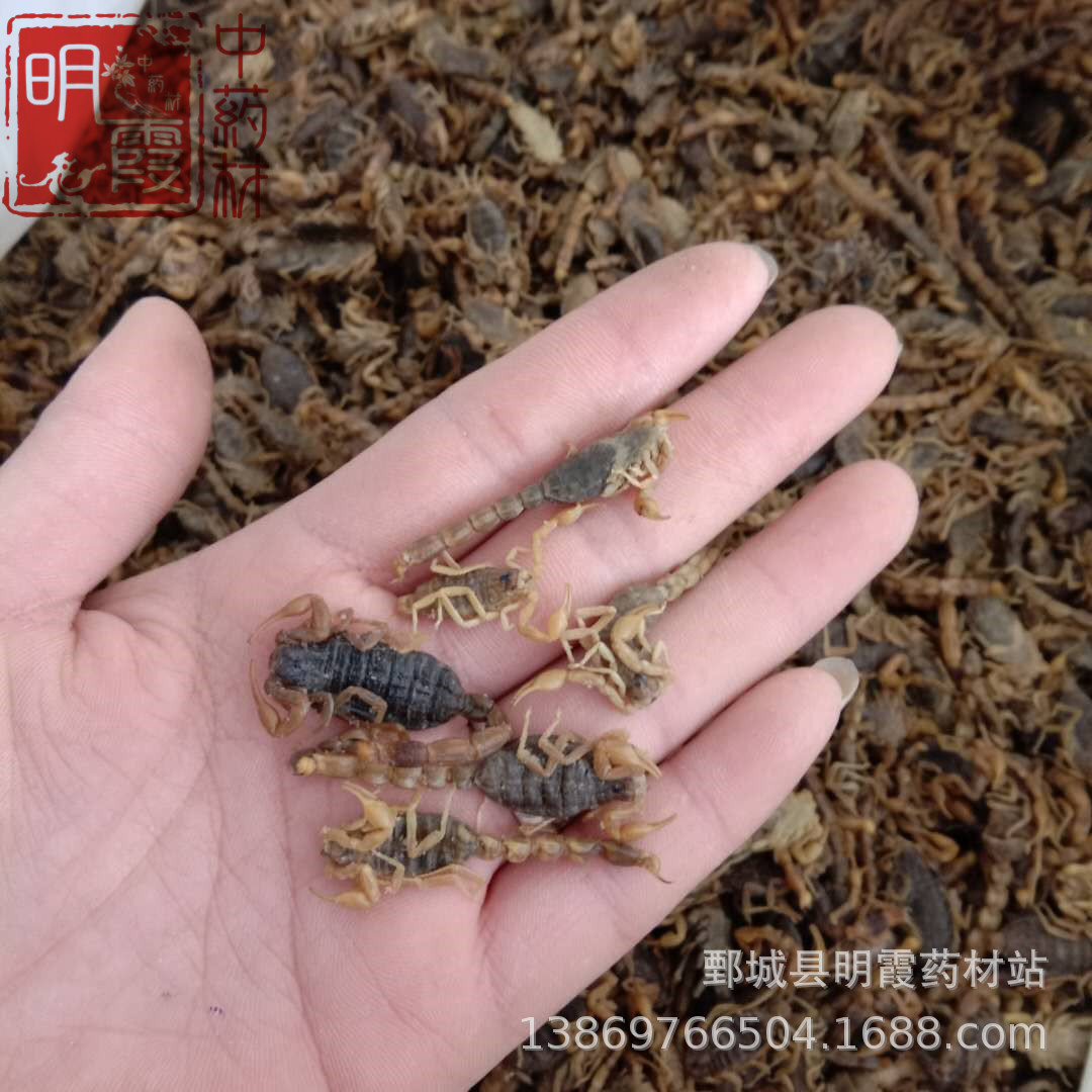 明霞药材【全蝎】 【蝎子】批发零售供应