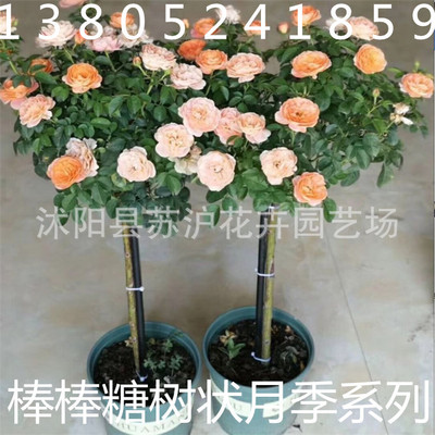 双色 树状月季 棒棒糖树状月季 金丝雀 芬芳宝石 玛丽玫瑰 风月