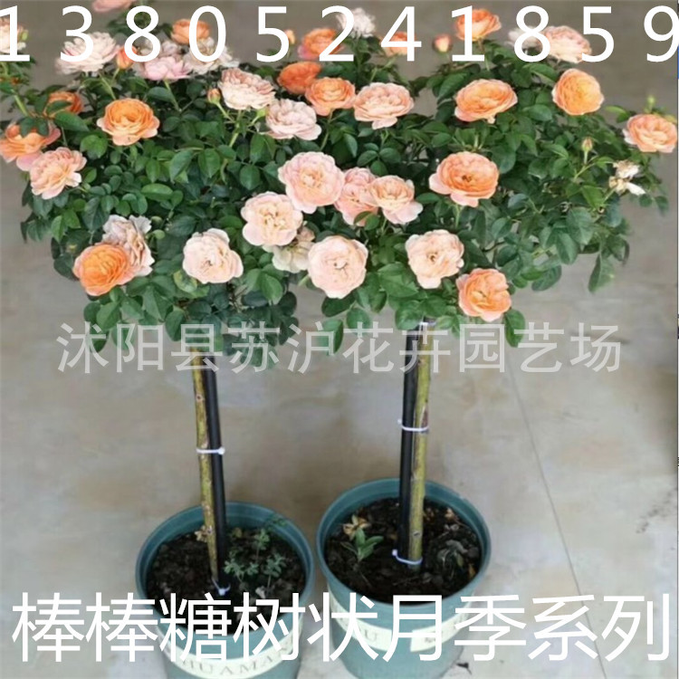 双色 树状月季 棒棒糖树状月季 金丝雀 芬芳宝石 玛丽玫瑰 风月