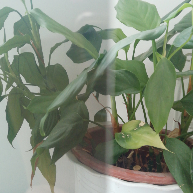 厂家批发家居窗户建筑膜GN35双向玻璃贴纸建筑隔热膜玻璃贴膜