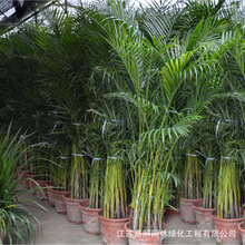 ��Gֲɢβ�� �Pβ�� �҃ȿ͏d���� �����~�������辰����ֲ��