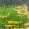 Orange cherry shrimp living thing Watch Pets cherry blossoms Own fishing ground Shunfeng Packing charges