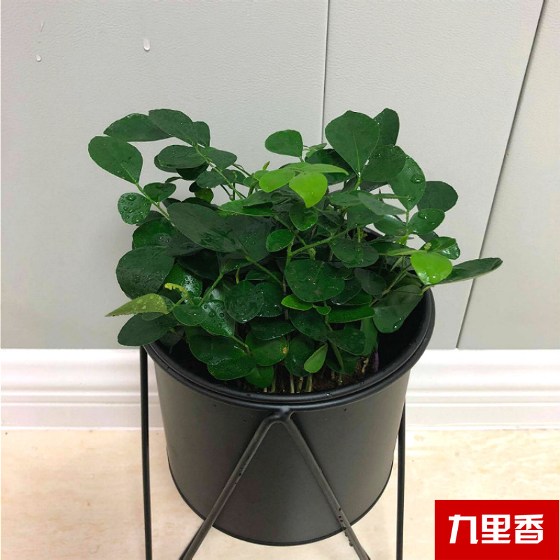 Planta verde de escritorio mayorista flor de oficina flor de rosa verde árbol rico base de plantas de maceta interior suministro image 15