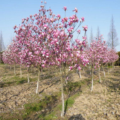 紫玉兰树苗 玉堂春 行道树 紫玉兰苗 嫁接玉兰苗 辛夷|ru
