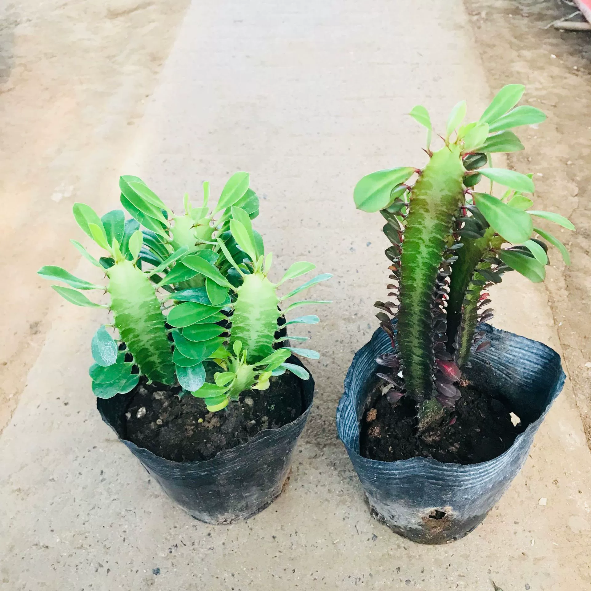 Продажи Киль кактус горшечный зеленый Киль фиолетовый Киль офис Настольный абсорбция формальдегида цветы зеленые растения оптом