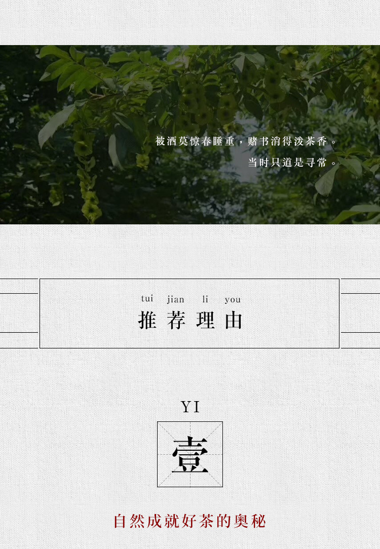 Qing Qian Liu Young Leaf Tea (Cyclocarya paliurus) — Wild Old-Tree Sweet Tea Leaves, 500g Loose Leaf key features