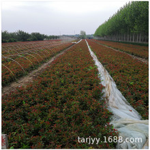 红叶石楠树苗 发往南京成都安徽 绿化工程基地 绿篱 高杆石楠球