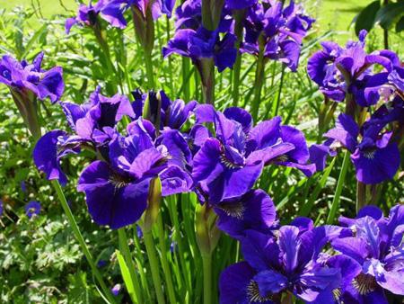 Aquatic plant: Aquatic iris