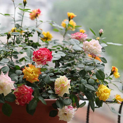 Вьющиеся Виноградные Растения Виноградные Цветы Радуги Роза Балкон Восхождение Виноградная лоза Роза Рассада Вьющиеся Цветы Комнатные Цветы