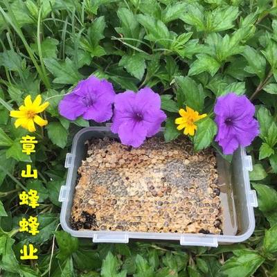 New honeycomb honey Wholesale direct approval Boxed honey Vitex honey Lair honey On behalf of Hive