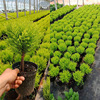 Base direct batch of lollipop fragrance pine Christmas tree potting indoor interior courses decorative leaf green plant purification air