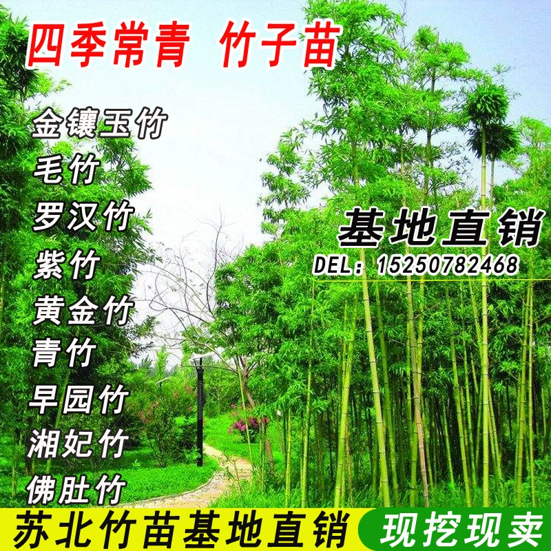 Забор во дворе Озеленение Four Seasons зеленый маленький зеленый саженец бамбука проект озеленение бамбука высотой 1,5 метра Зеленый бамбук каблук