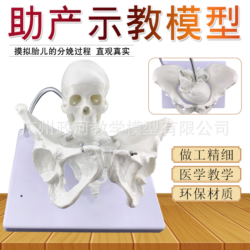 产妇助产骨盆模型 生育助产示教模型 女性骨盆婴儿头骨 分娩教具|ru