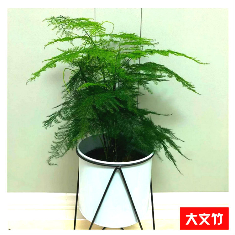 Planta verde de escritorio mayorista flor de oficina flor de rosa verde árbol rico base de plantas de maceta interior suministro image 6
