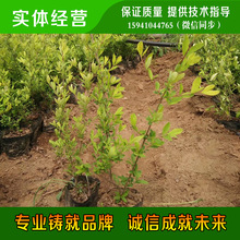 供应:金叶水腊/金叶水蜡价格 苗圃 金叶水蜡营养杯苗/金叶女贞