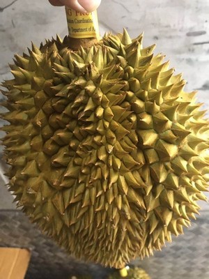 Thailand Durian Newest The arrival of Sachet On behalf of agent