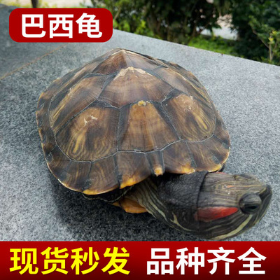 巴西龜養殖場供應 觀賞寵物小巴西龜苗活體150克-250克批發