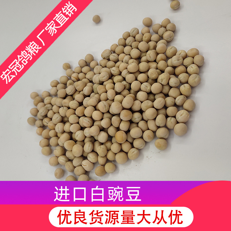 厂家批发白豌豆进口带皮白豌豆优良五谷杂粮豆沙馅鸽粮白豌豆宏冠