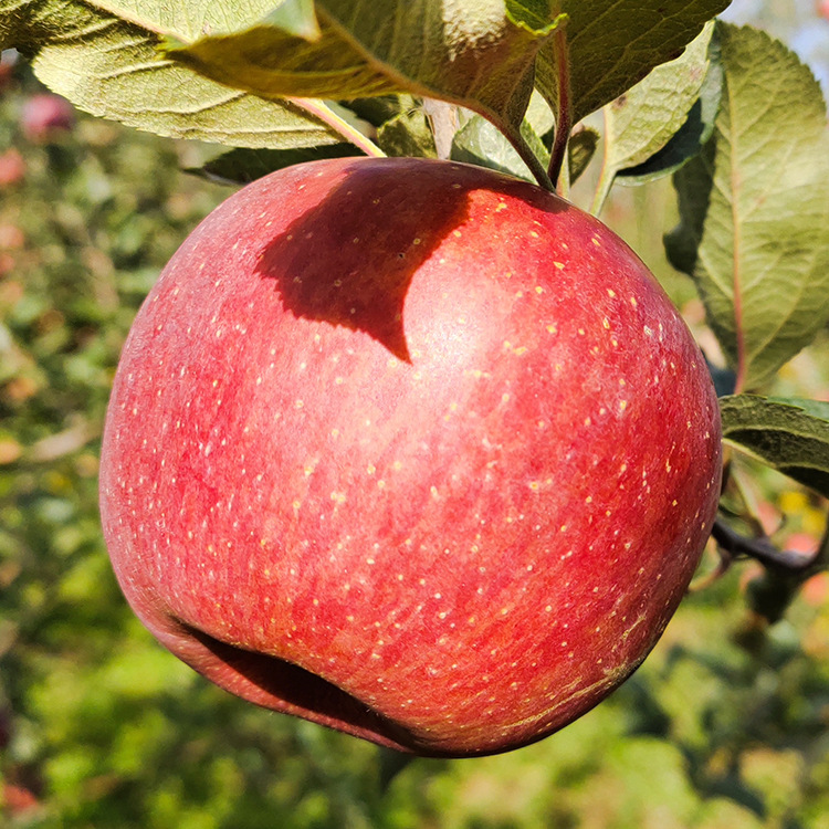 bad2f52f9ca118561c7d6a20afba52