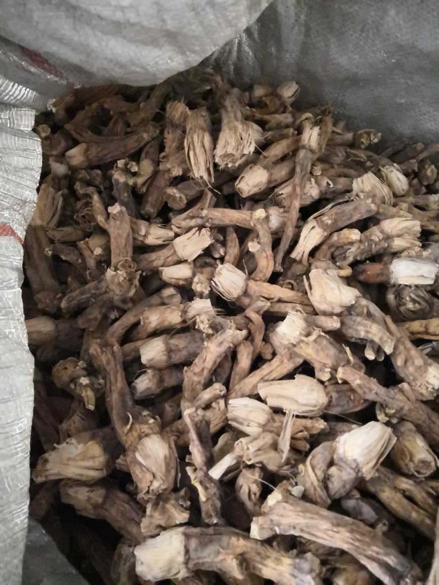 云南家种秦艽个|ms