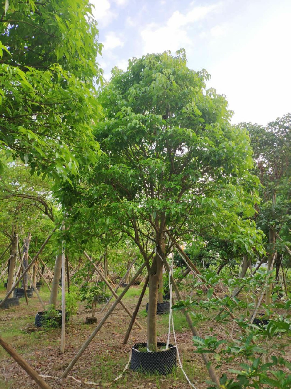 904基地直销 鱼木 18-22cm精品假植苗 全冠鱼木 -阿里巴巴