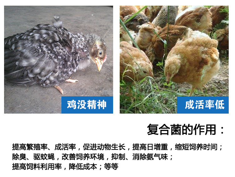 怎么才能买到高品质的养鸡保健液多少钱