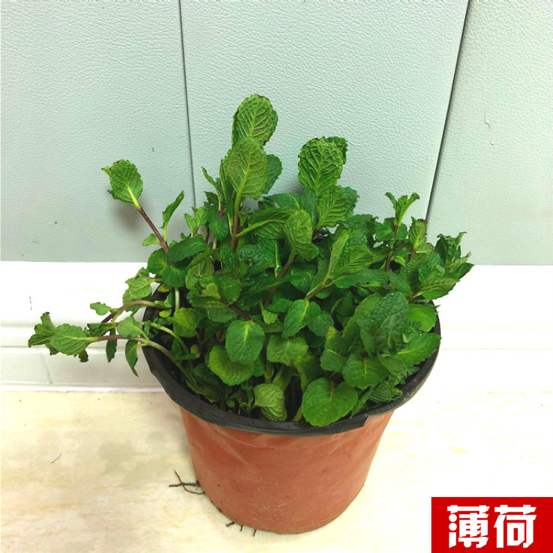 Planta verde de escritorio mayorista flor de oficina flor de rosa verde árbol rico base de plantas de maceta interior suministro image 35