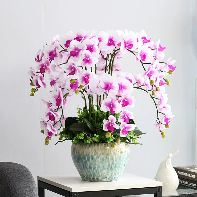 Four Seasons Фаленопсис Цветочный цветок Просмотр горшечного растения в помещении с цветочным бутоном Меч Цветок Большая рассада Бесплатная доставка Оформление Зеленое растение