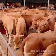 鲁西黄牛肉牛犊售 供应四川改良肉牛小牛犊活体