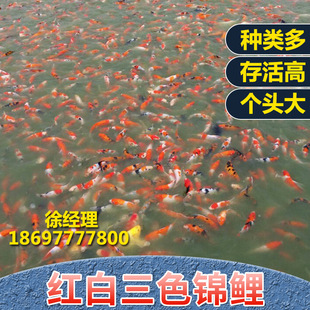 錦鯉魚場圖片 海量高清錦鯉魚場圖片大全 阿里巴巴