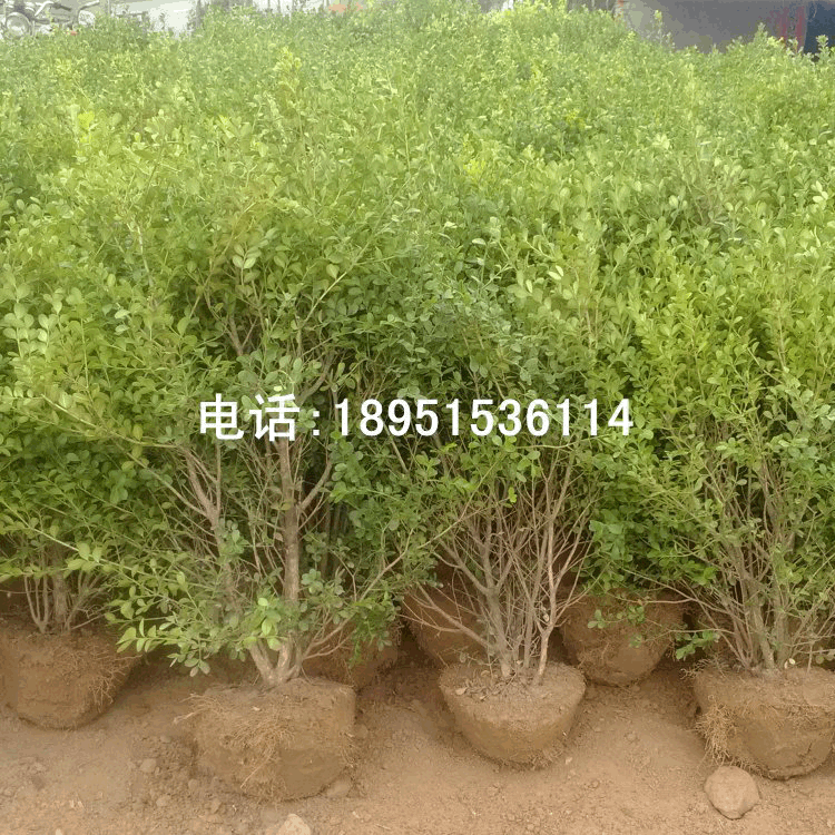 黄杨小树球 瓜子黄杨球 小叶黄杨球 工程 绿化苗木 庭院街道|ms
