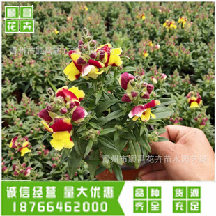 ���ݲݻ����l���ȸ ���~���������� �a��ֱ������ă�