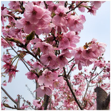 行道景觀櫻花苗 易成活 高低桿櫻花樹現挖現賣 3公分以上櫻花樹苗
