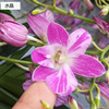 The base batch of the Dendrobium series of Dendrobium series does not contain pots of high -end high -end New Year's Eve flowers, green plants, green plants, nourishment