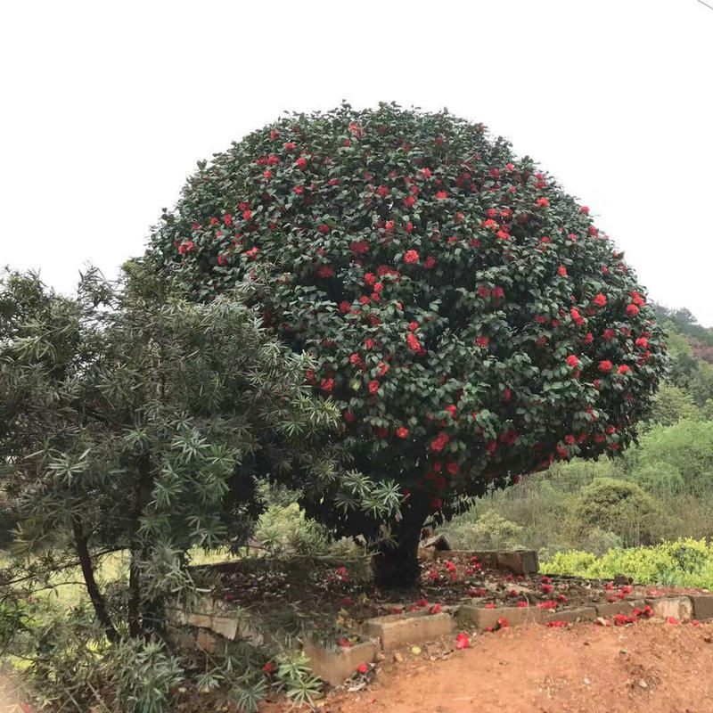 湖南苗木基地供应绿植山茶茶花球 茶花苗木盆景茶花