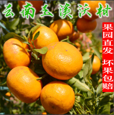 一件代发 云南特产高山蜜柑 高原沃柑汁多 皮薄 味甜 5斤/8斤包邮