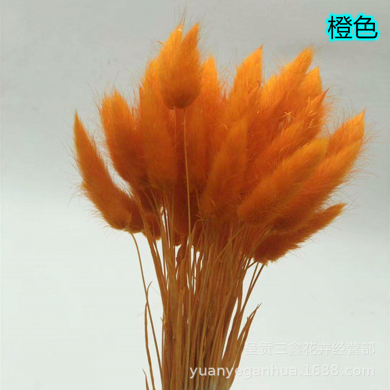 橙色兎尾草.jpg